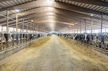 Large barn with rows of cows in stalls on a farm