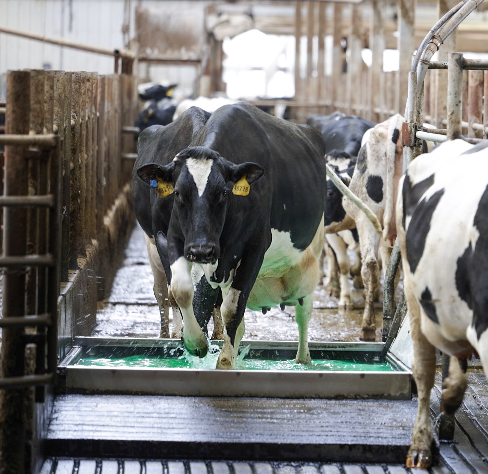 Cows in a farm setting, likely in a milking parlor.