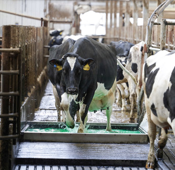 Cows in a farm setting, likely in a milking parlor.