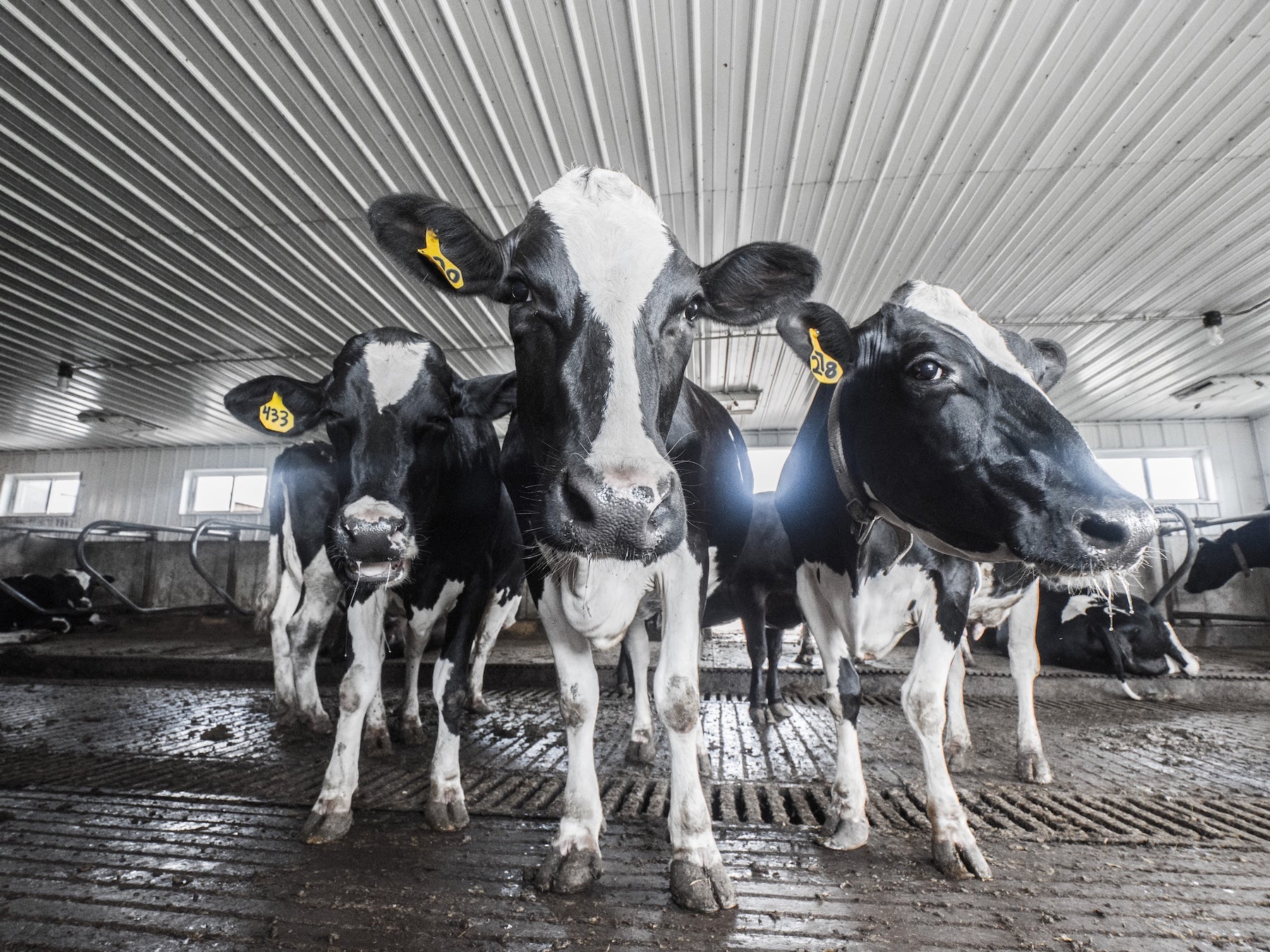 Group of black and white cows in a barn