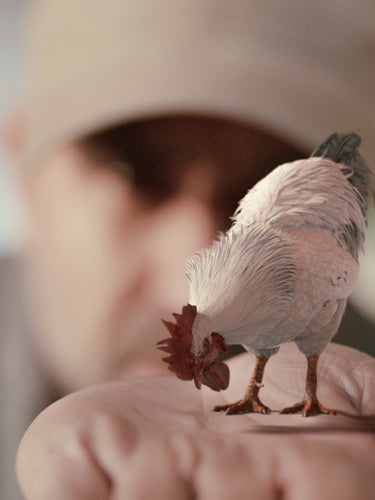 Small bird perched on a person's hand with a blurred background