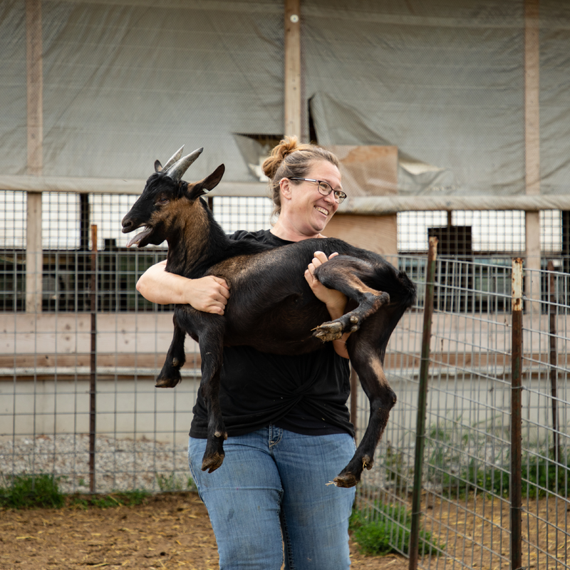 Person holding a goat in an outdoor setting with a fence and building in the background
