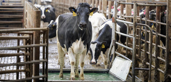 Cows in a livestock pen with metal barriers and a water trough.